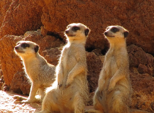 Inside: Praktiker 640964