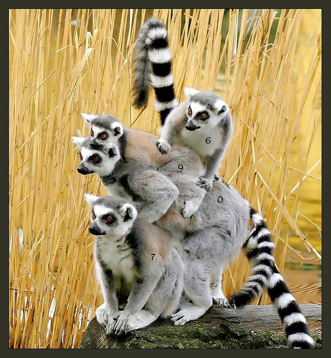 466.DAX Tipp-Spiel, Mittwoch, 07.02.07 81148