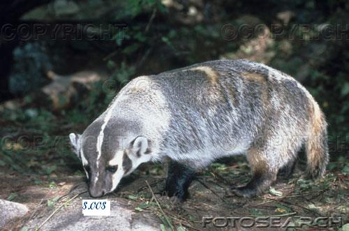 632.DAX Tipp-Spiel, Mittwoch, 03.10.07 123504