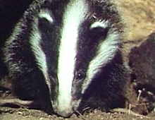 Das Bärengebrüll wird schon wieder lauter, 163981