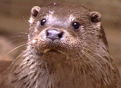 Frühtipper für unser DAX Tippspiel 411092