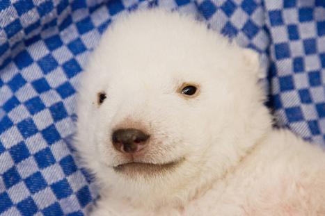 Der USA Bären-Thread 143058