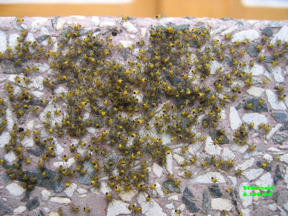 639.DAX Tipp-Spiel, Freitag, 12.10.07 125422