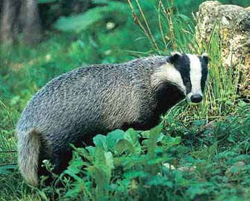 550.DAX Tipp-Spiel, Montag, 11.06.07 102863