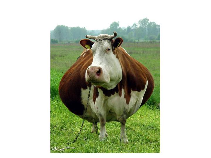 Die Bullen scharren gar nicht mit den Hufen, 181482