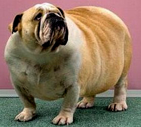 Steinhoff International Holdings N.V. 1029939