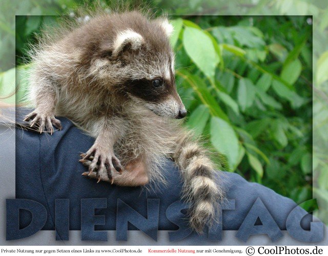 1.256.DAX Tipp-Spiel, Dienstag, 23.03.10 308496