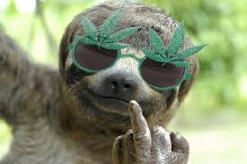 QV ultimate (unlimited) 1183361