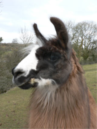 MyHammer - Europe 76188