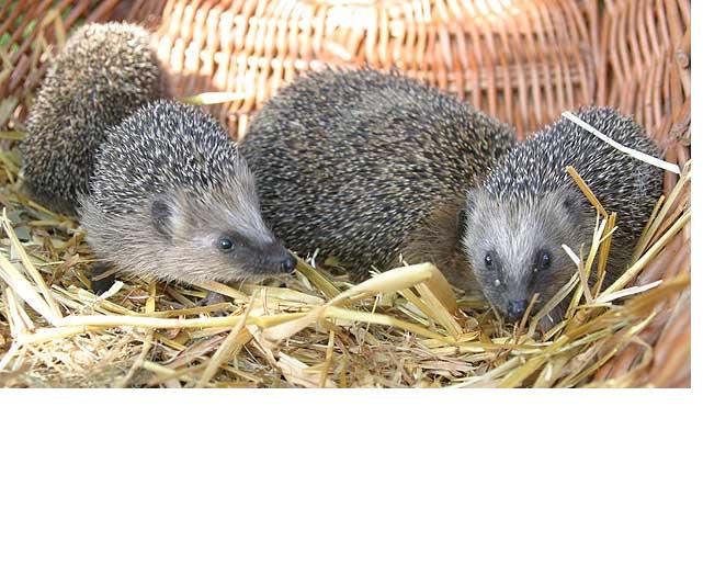 Aktiendepotvergleich 2009 - Endthread 288051