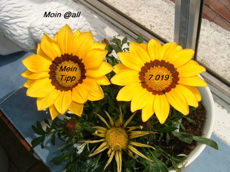 797.DAX Tipp-Spiel, Montag, 02.06.08, 17:45 Uhr 166588