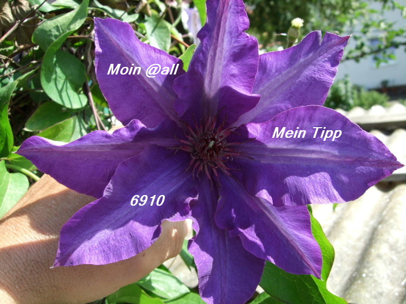 802.DAX Tipp-Spiel, Montag, 09.06.08, 17:45 Uhr 167984