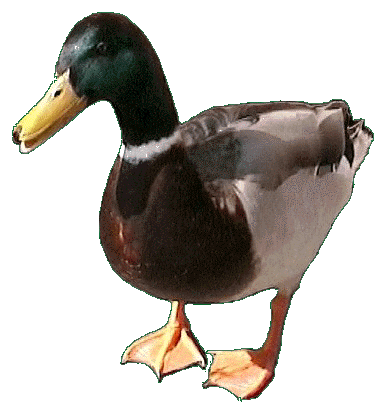 2016 QV DAX-DJ-GOLD-EURUSD-JPY 940291