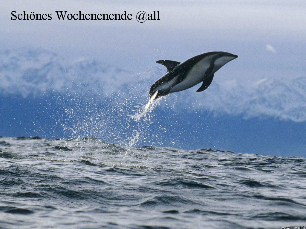 967.DAX Tipp-Spiel,Montag,02.02.09, 17.45 Uhr 213625