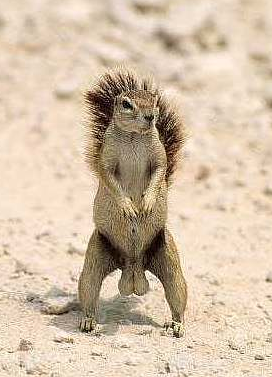 Quo Vadis Dax 2010 - Das Original 292985