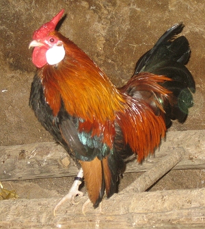 677.DAX Tipp-Spiel, Mittwoch, 05.12.07 134815