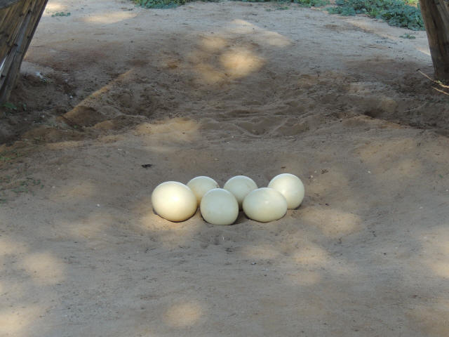 Steinhoff International Holdings N.V. 1057378