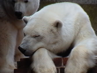 forsys neue Kursrakete ? 131182