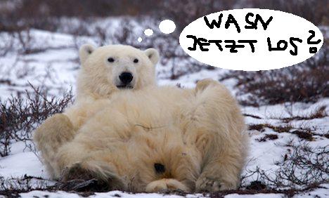 Die Bullen scharren gar nicht mit den Hufen, 184081