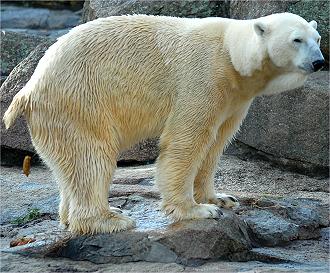 silverado goldmines (867737) 160733