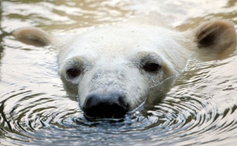 E.on SE - Chance oder Risiko 640043