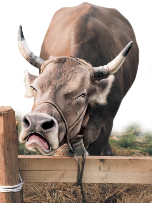 711.DAX Tipp-Spiel, Dienstag, 29.01.08, 17.45 Uhr, 144812