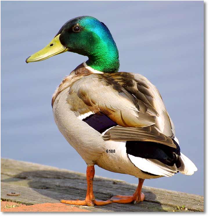  877.DAX Tipp-Spiel *Montag* 22.09.08, 17.45 Uhr 187789