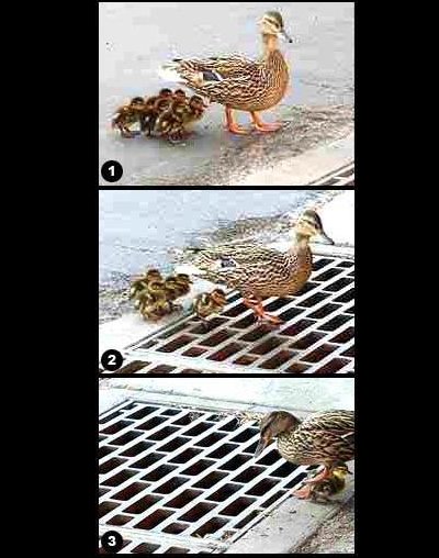 Das Bärengebrüll wird schon wieder lauter, 181303