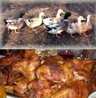 Der USA Bären-Thread 111664