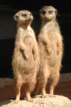 1.267.DAX Tipp-Spiel, Freitag, 09.04.10 312123