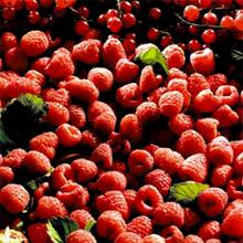 Der USA Bären-Thread 122050