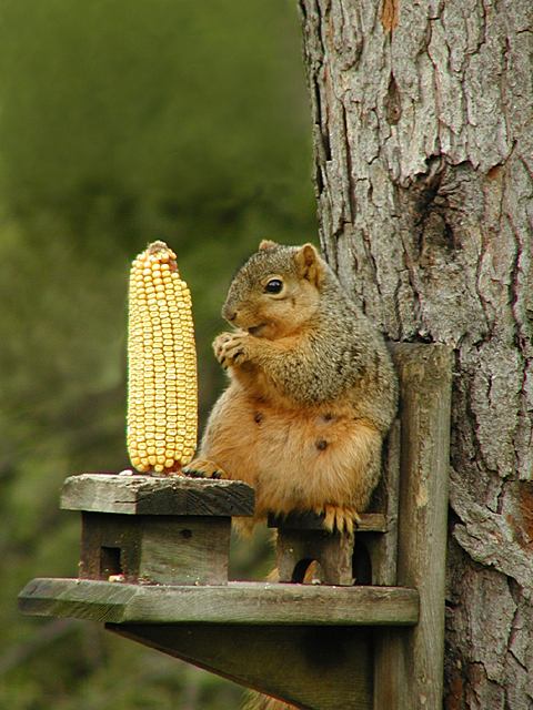 Der Zocker-Thread des Rohrkrepierers CFQ Holding 254350