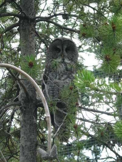 Thompson Creek Metals (Blue Pearl Mng) 82087