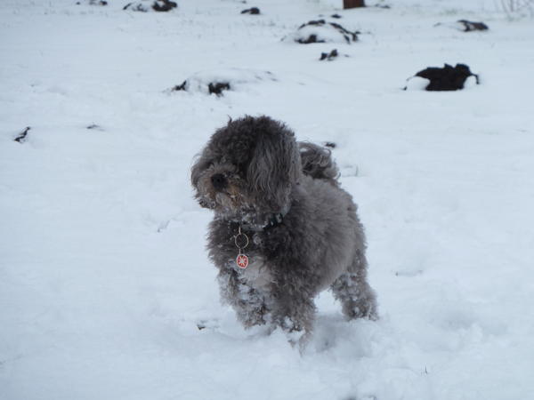 Wenn das Gold redet, dann schweigt die Welt! 509233