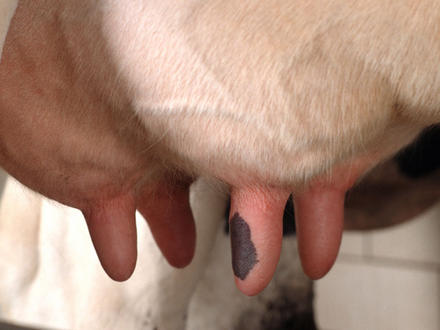 Q-Cells - der Krisegewinner in Deutschland! Warum? 409863