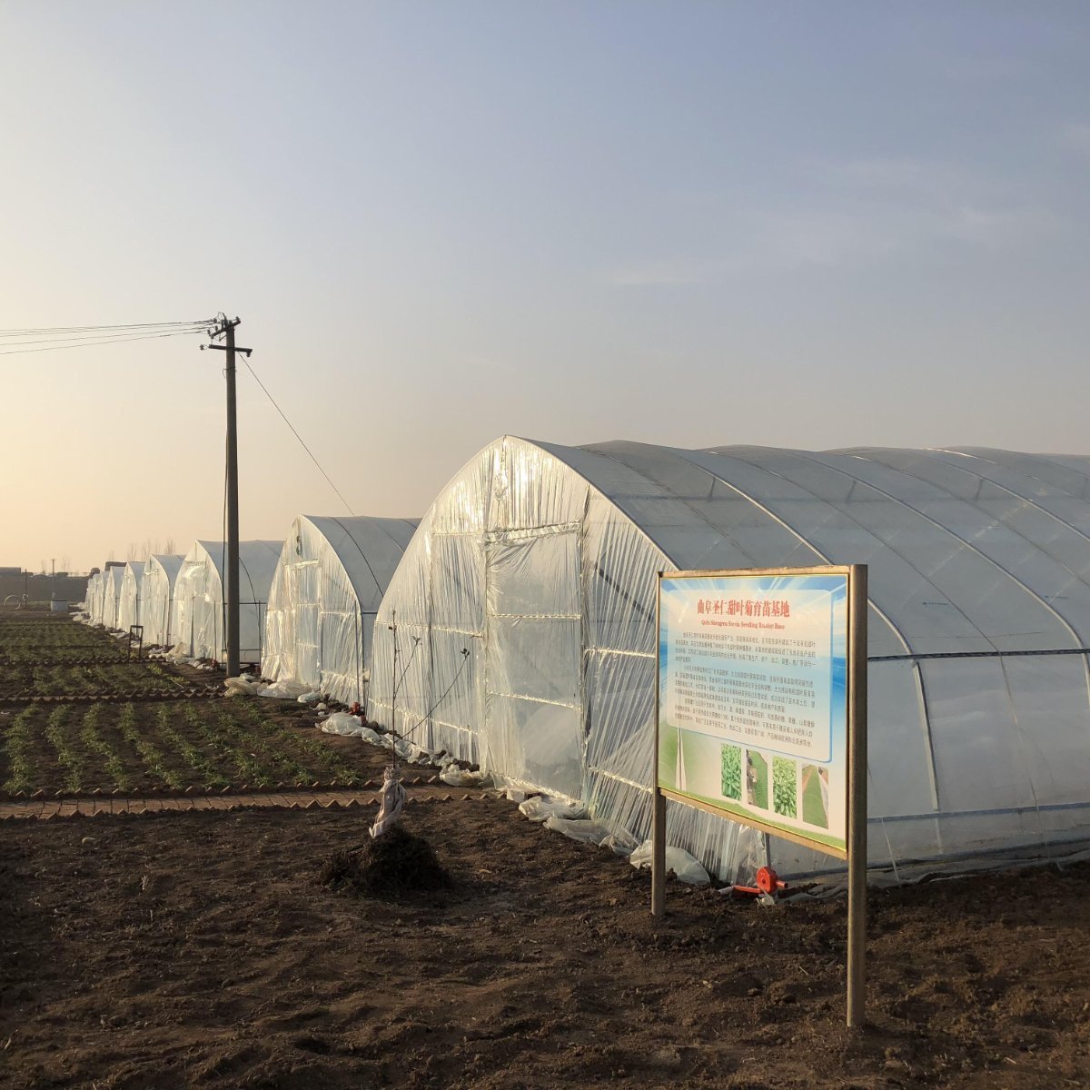 sunwin wird laufen 1088016