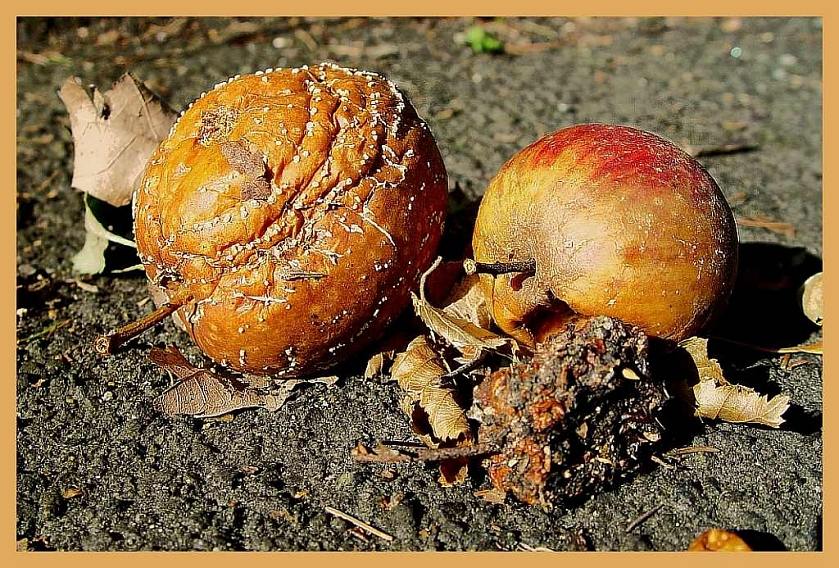 Die Börse ist reif für einen Crash 415409