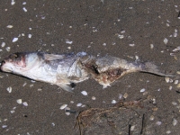 Karpfenmann pusht German Brokers 54030