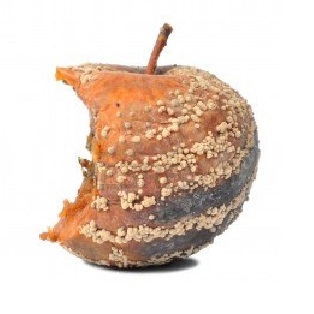 Apple Inc. - Die Story geht weiter 644943