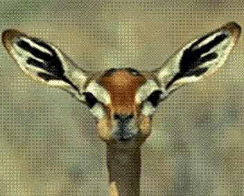 YOGI´S für mich zum Schotter Goldrakete ! 329181