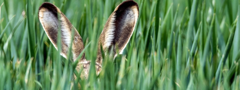 COMMERZBANK kaufen Kz. 28 € 916032