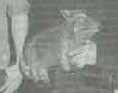 Das Lebendschwein 129282