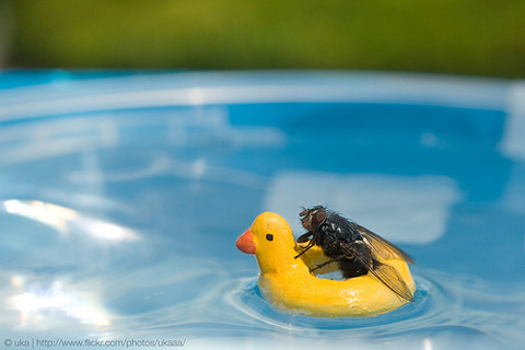 Aqua Society neuer Hype?? 379660