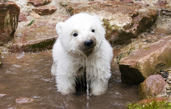 915.DAX Tipp-Spiel *Do* 13.11.08, 17.45 Uhr 199083