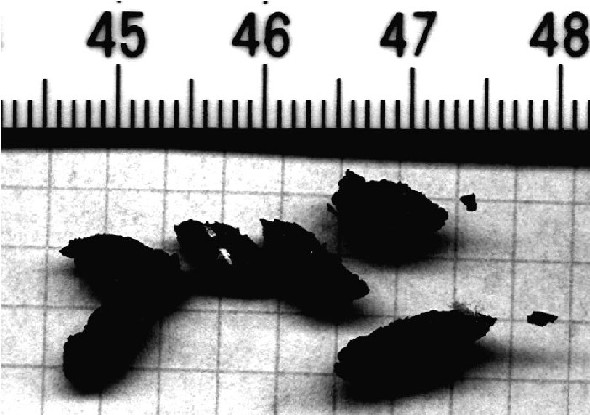 Der USA Bären-Thread 133851