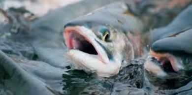 NEL, der Wasserstoffplayer aus Norwegen 1146461