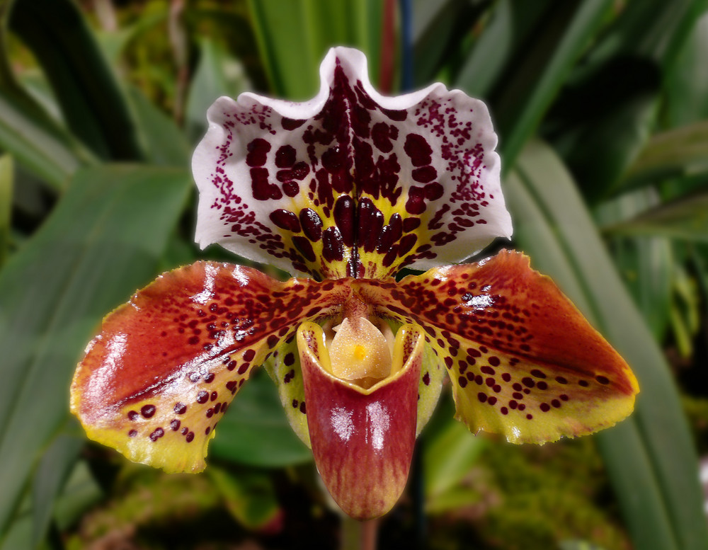 Gold traden - long bzw. short 922068