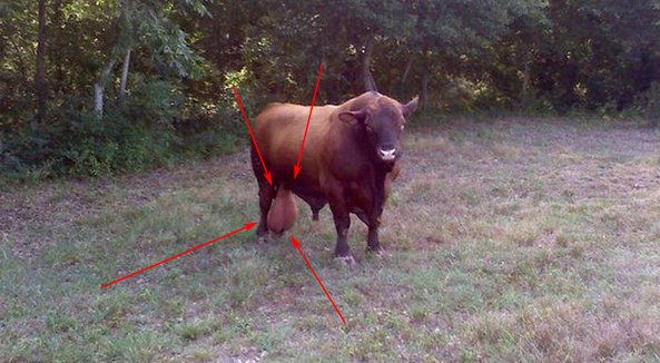 QV ultimate (unlimited) 728128