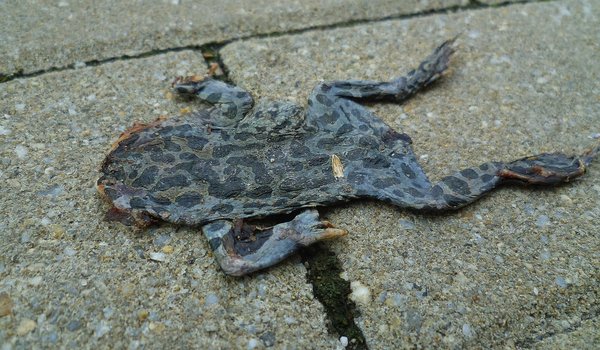 Netcents Technology Thread moderiert A2AFTK 1169201