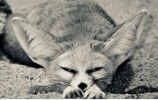 Netcents Technology Thread moderiert A2AFTK 1100071